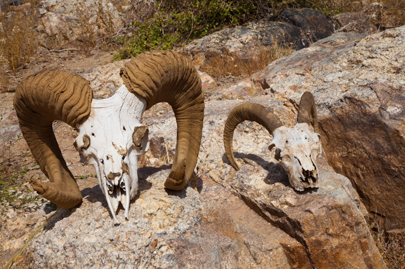 Argali Skulls